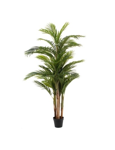 Planta Areca Verde...