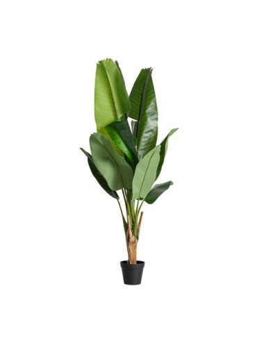 PLANTA BANANERA