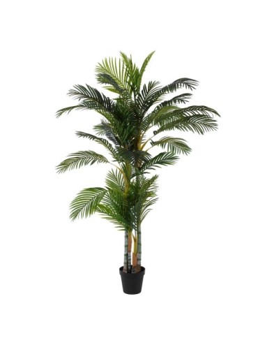 Planta Areca Palmera Verde...