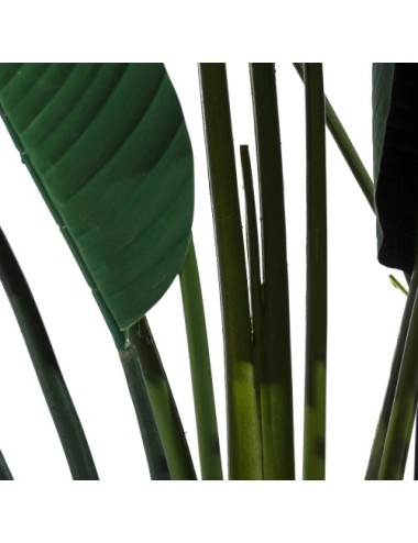 Planta Ave Del Paraíso...