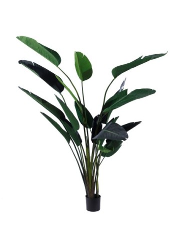 Planta Ave Del Paraíso...